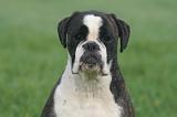 BOXER 454